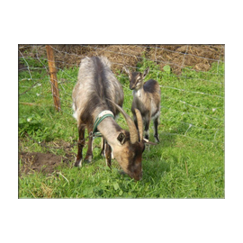 kozy agroturystyka ze zwierztami na mazurach