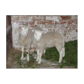 agroturystyka ze zwierztami na mazurach owieczki agroturystyka ze zwierztami na mazurach