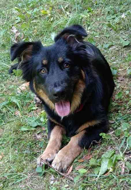 agroturystyka ze zwierzetami kuzia duzy czarny milusinski pies